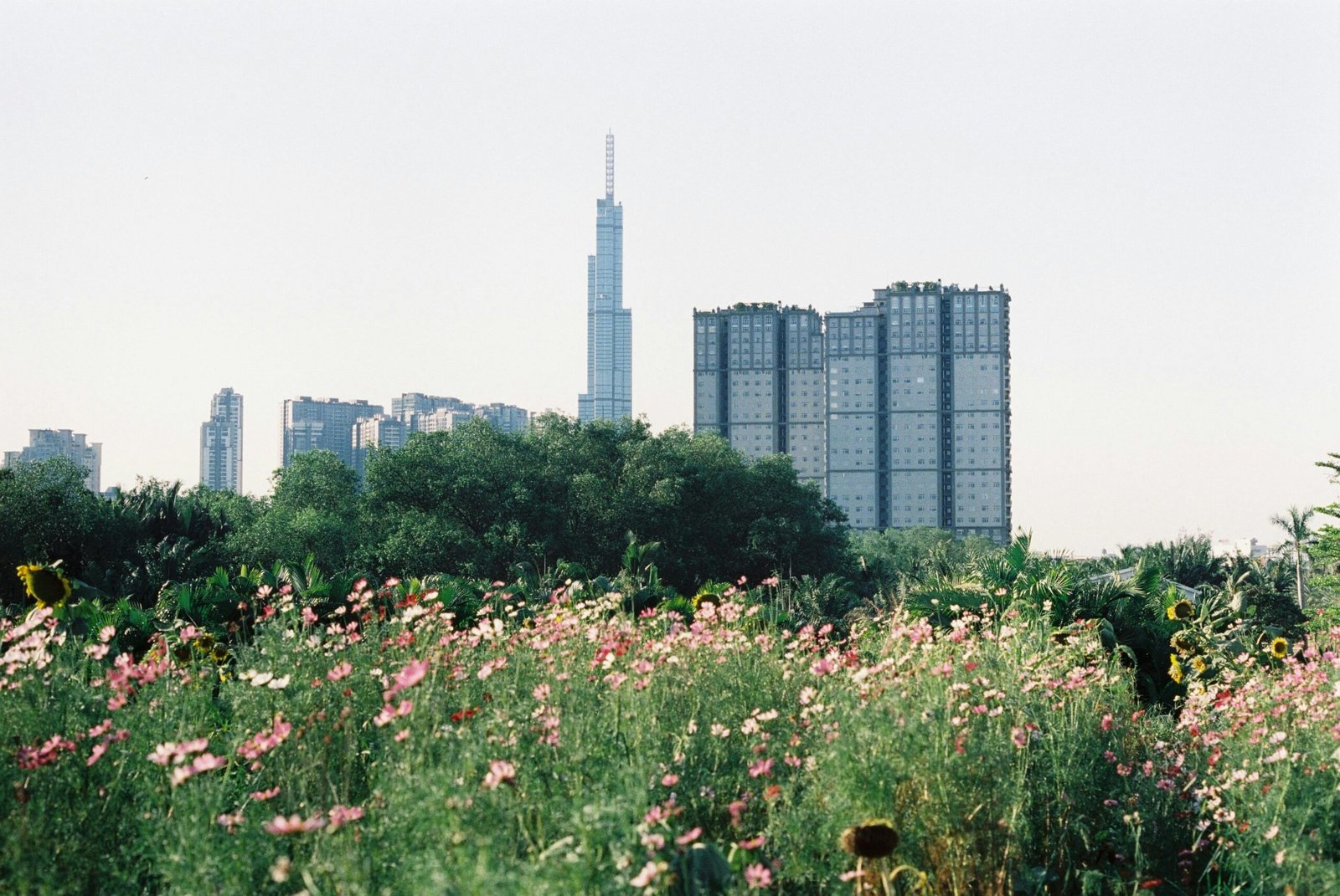 Contraste de la ciudad y la naturaleza